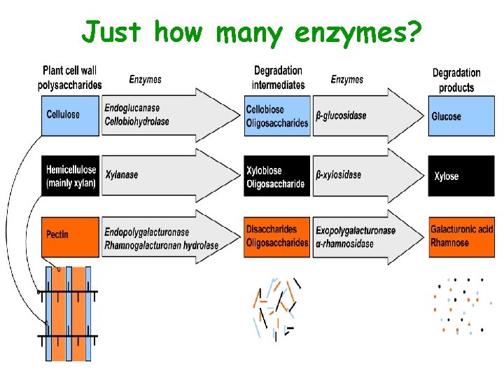 Just how many enzymes? • sdc 