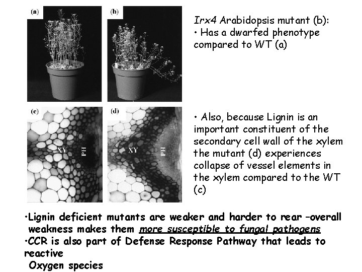 Irx 4 Arabidopsis mutant (b): • Has a dwarfed phenotype compared to WT (a)
