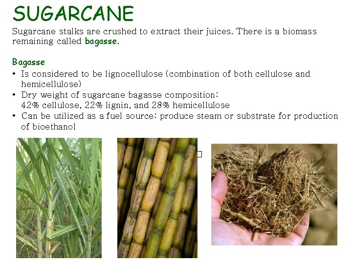 SUGARCANE Sugarcane stalks are crushed to extract their juices. There is a biomass remaining