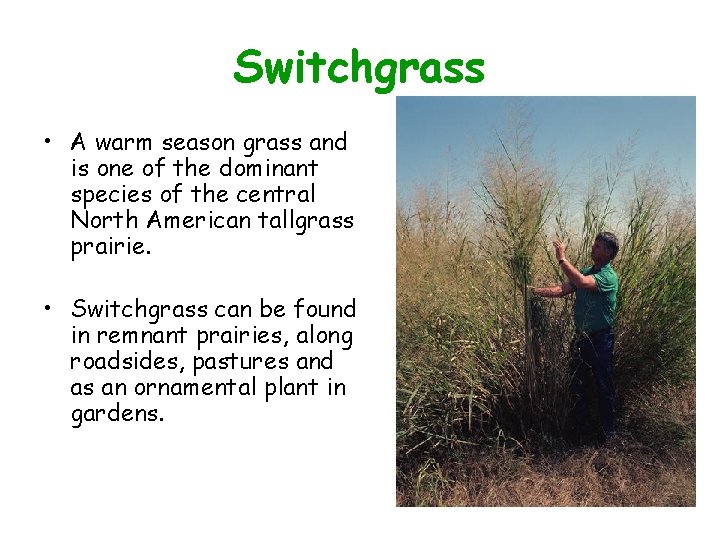 Switchgrass • A warm season grass and is one of the dominant species of