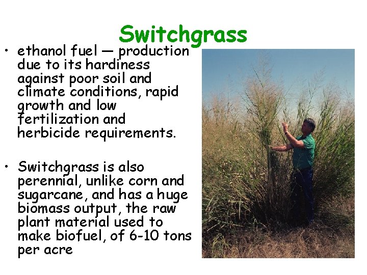 Switchgrass • ethanol fuel — production due to its hardiness against poor soil and