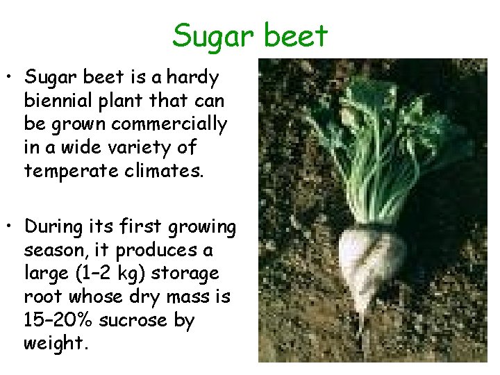 Sugar beet • Sugar beet is a hardy biennial plant that can be grown