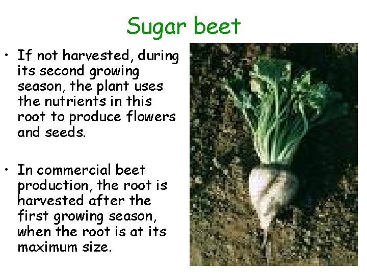 Sugar beet • If not harvested, during its second growing season, the plant uses