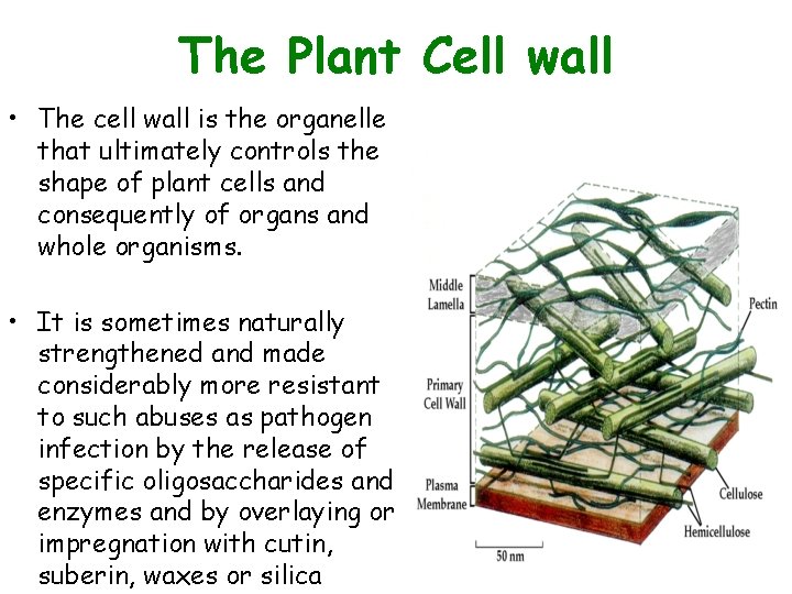 The Plant Cell wall • The cell wall is the organelle that ultimately controls