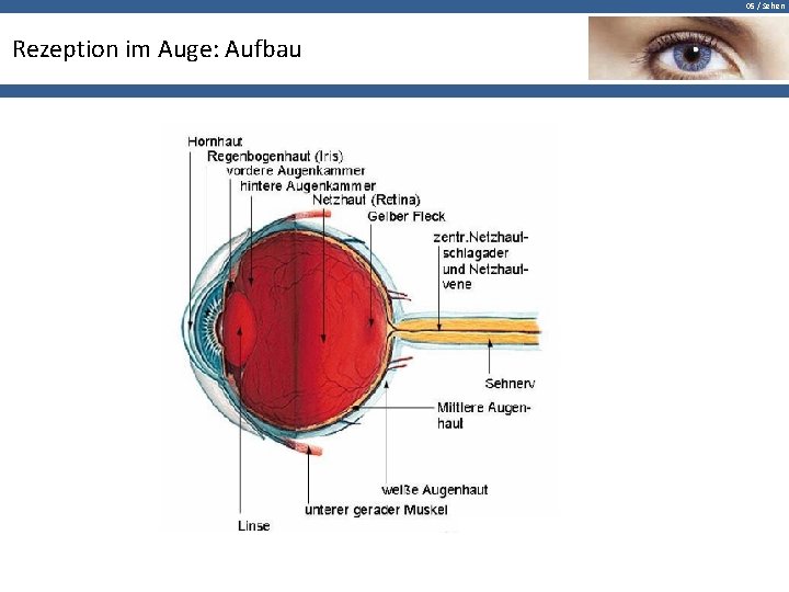 05 / Sehen Rezeption im Auge: Aufbau 