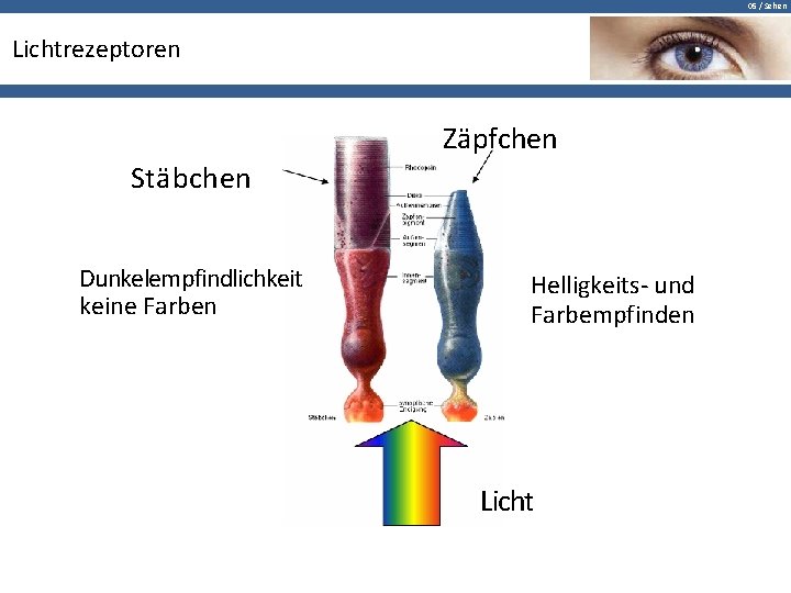 05 / Sehen Lichtrezeptoren Zäpfchen Stäbchen Dunkelempfindlichkeit keine Farben Helligkeits- und Farbempfinden Licht 