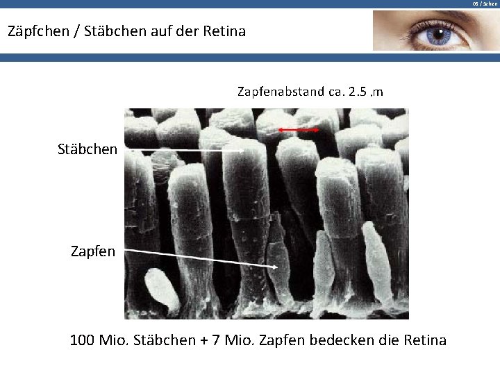 05 / Sehen Zäpfchen / Stäbchen auf der Retina Zapfenabstand ca. 2. 5 m