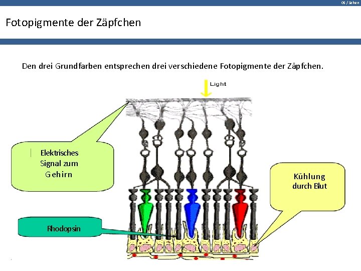 05 / Sehen Fotopigmente der Zäpfchen Den drei Grundfarben entsprechen drei verschiedene Fotopigmente der