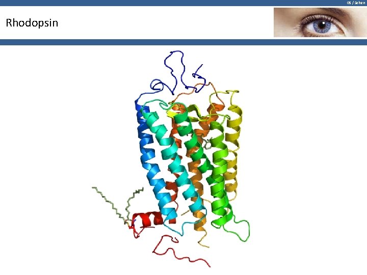 05 / Sehen Rhodopsin 