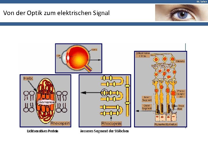 05 / Sehen Von der Optik zum elektrischen Signal Lichtsensitives Protein äusseres Segment der