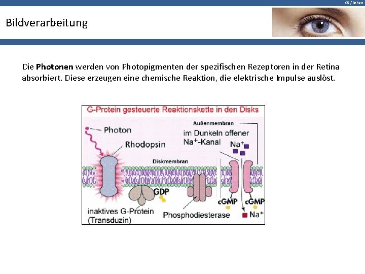 05 / Sehen Bildverarbeitung Die Photonen werden von Photopigmenten der spezifischen Rezeptoren in der
