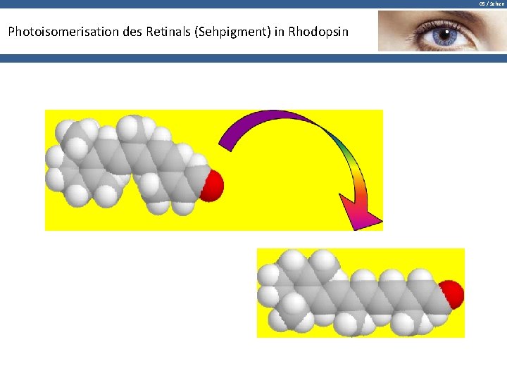 05 / Sehen Photoisomerisation des Retinals (Sehpigment) in Rhodopsin 