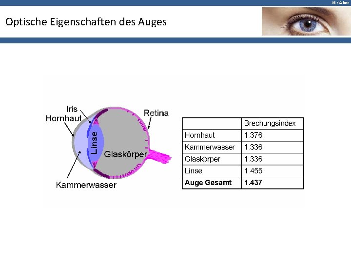 05 / Sehen Optische Eigenschaften des Auges 
