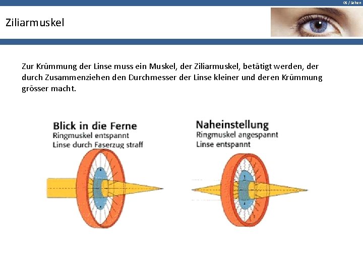 05 / Sehen Ziliarmuskel Zur Krümmung der Linse muss ein Muskel, der Ziliarmuskel, betätigt