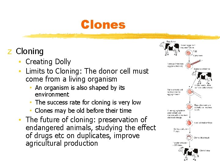 Clones z Cloning • Creating Dolly • Limits to Cloning: The donor cell must