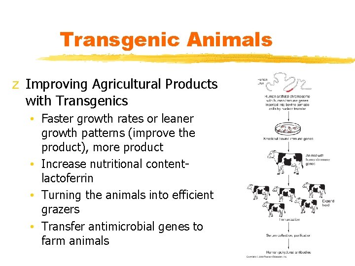 Transgenic Animals z Improving Agricultural Products with Transgenics • Faster growth rates or leaner
