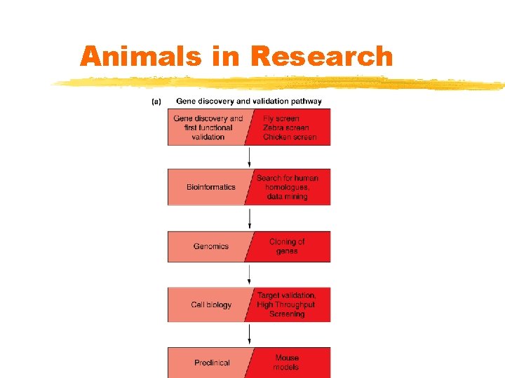 Animals in Research 