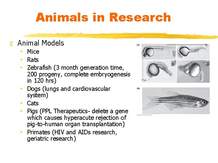 Animals in Research z Animal Models • Mice • Rats • Zebrafish (3 month