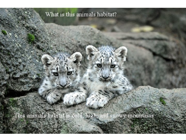 What is this animals habitat? This animals habitat is cold, high, and snowy mountains