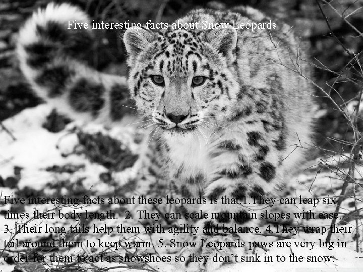 Five interesting facts about Snow Leopards Five interesting facts about these leopards is that:
