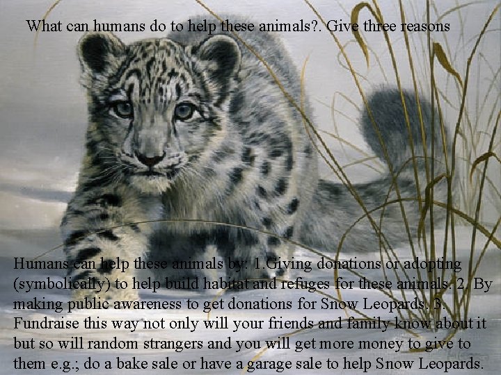 What can humans do to help these animals? . Give three reasons Humans can