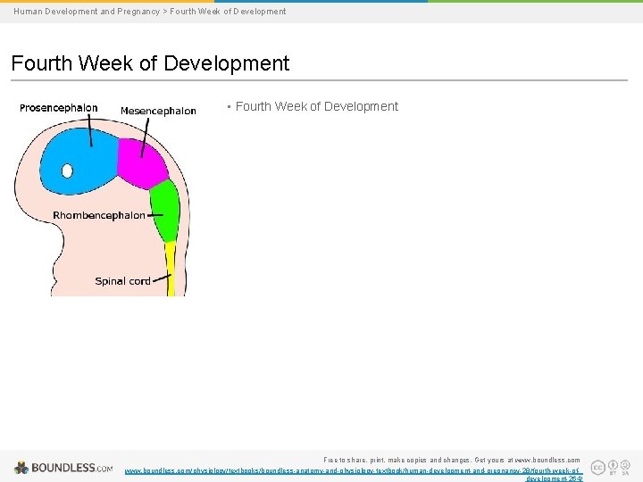 Human Development and Pregnancy > Fourth Week of Development • Fourth Week of Development