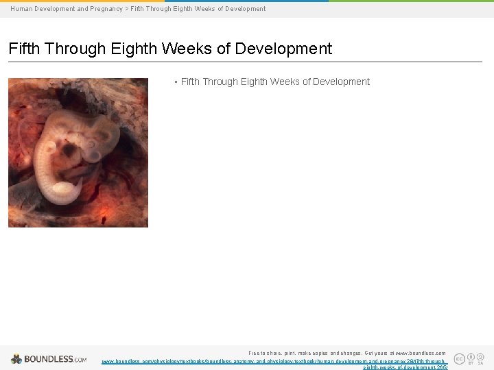 Human Development and Pregnancy > Fifth Through Eighth Weeks of Development • Fifth Through