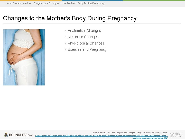 Human Development and Pregnancy > Changes to the Mother's Body During Pregnancy • Anatomical