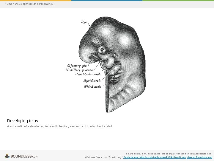 Human Development and Pregnancy Developing fetus A schematic of a developing fetus with the