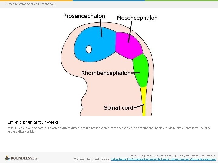 Human Development and Pregnancy Embryo brain at four weeks At four weeks the embryo's