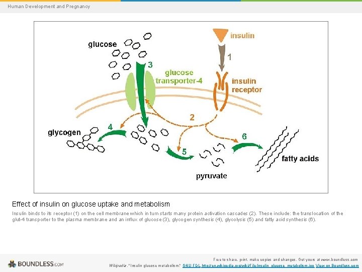 Human Development and Pregnancy Effect of insulin on glucose uptake and metabolism Insulin binds