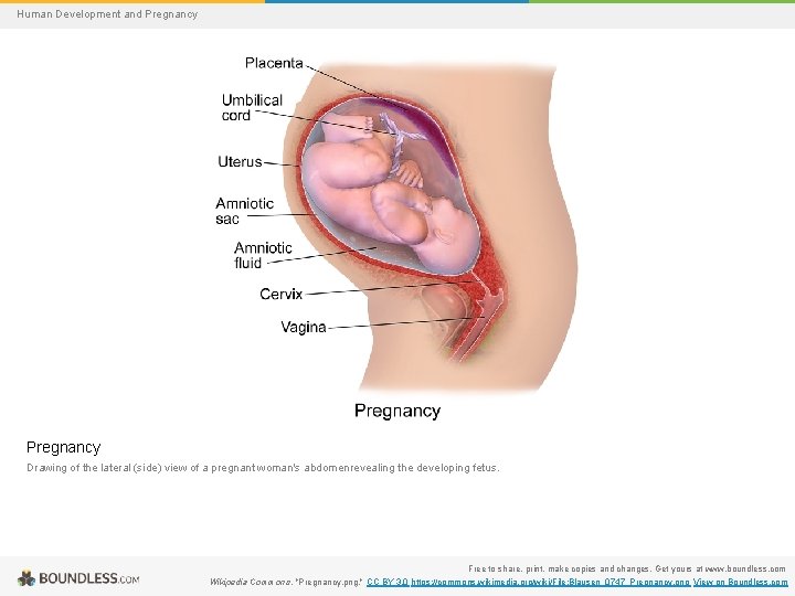 Human Development and Pregnancy Drawing of the lateral (side) view of a pregnant woman's