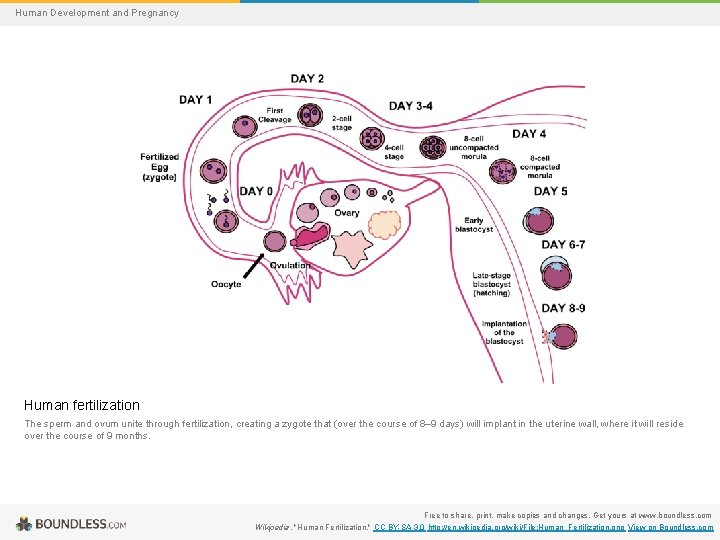 Human Development and Pregnancy Human fertilization The sperm and ovum unite through fertilization, creating