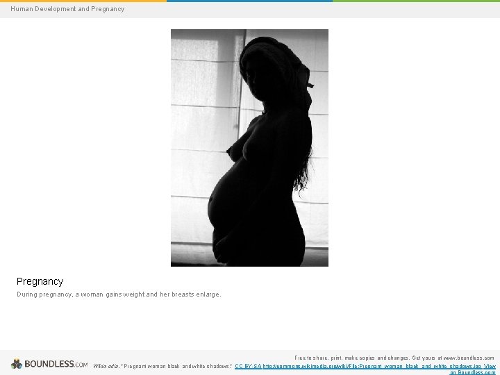 Human Development and Pregnancy During pregnancy, a woman gains weight and her breasts enlarge.