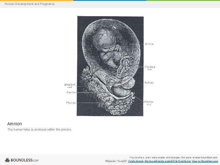 Human Development and Pregnancy Amnion The human fetus is enclosed within the amnion. Free