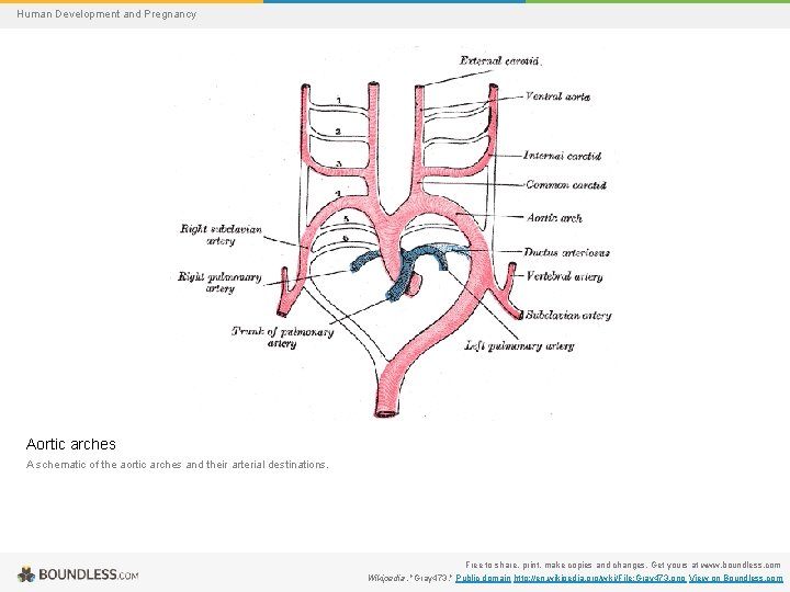 Human Development and Pregnancy Aortic arches A schematic of the aortic arches and their