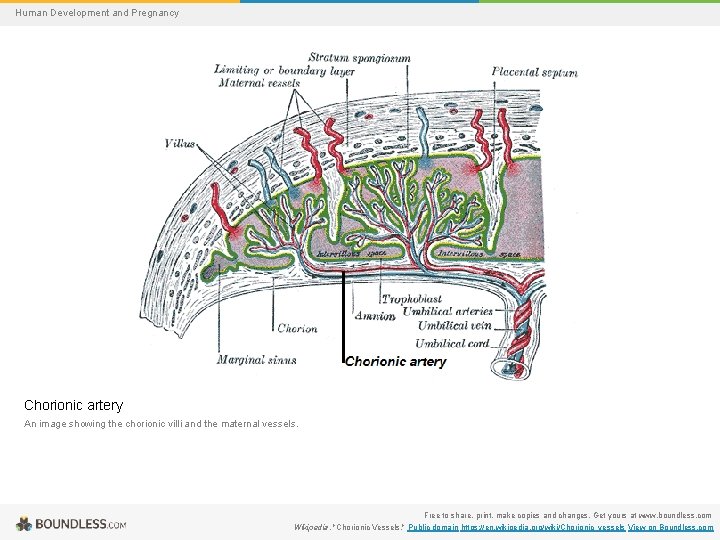 Human Development and Pregnancy Chorionic artery An image showing the chorionic villi and the