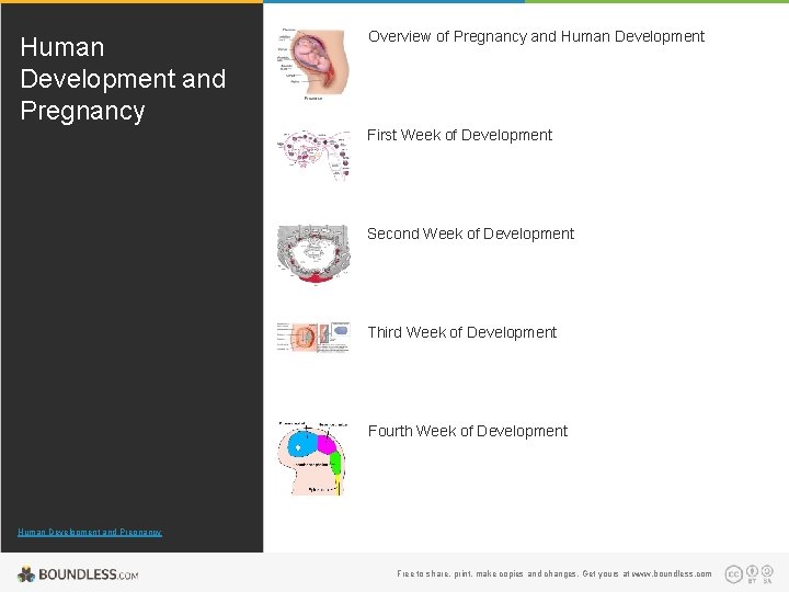 Human Development and Pregnancy Overview of Pregnancy and Human Development First Week of Development