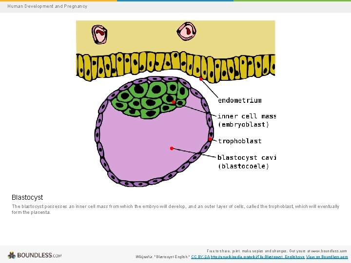 Human Development and Pregnancy Blastocyst The blastocyst possesses an inner cell mass from which