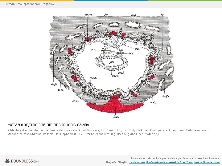 Human Development and Pregnancy Extraembryonic coelom or chorionic cavitiy A blastocyst embedded in the