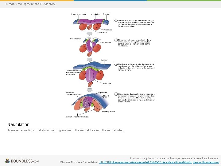 Human Development and Pregnancy Neurulation Transverse sections that show the progression of the neuralplate