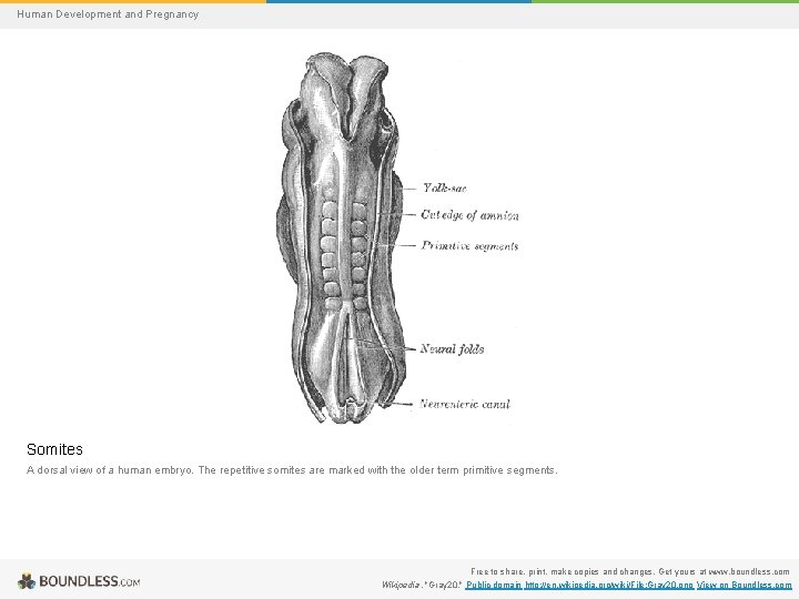 Human Development and Pregnancy Somites A dorsal view of a human embryo. The repetitive