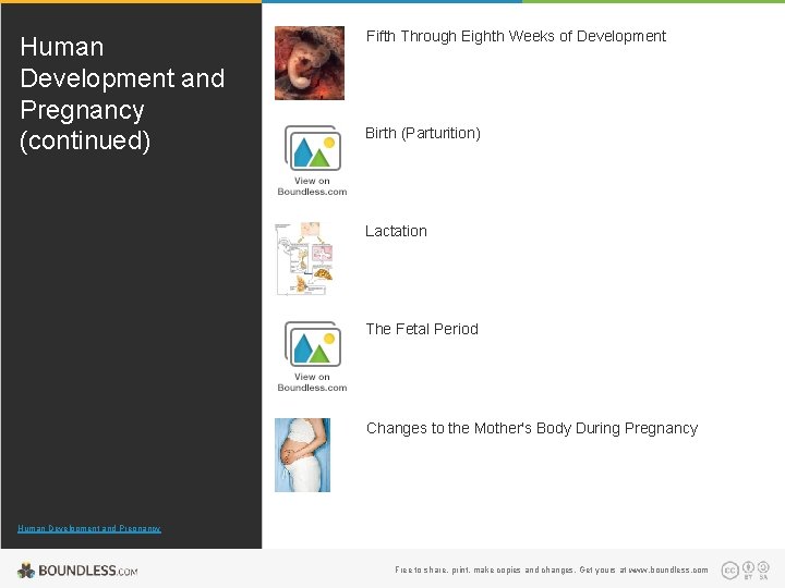 Human Development and Pregnancy (continued) Fifth Through Eighth Weeks of Development Birth (Parturition) Lactation