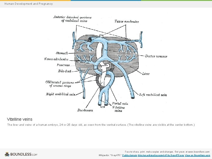 Human Development and Pregnancy Vitelline veins The liver and veins of a human embryo,