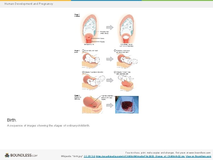 Human Development and Pregnancy Birth. A sequence of images showing the stages of ordinarychildbirth.