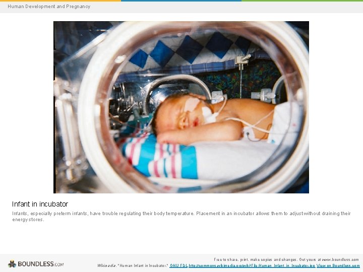 Human Development and Pregnancy Infant in incubator Infants, especially preterm infants, have trouble regulating