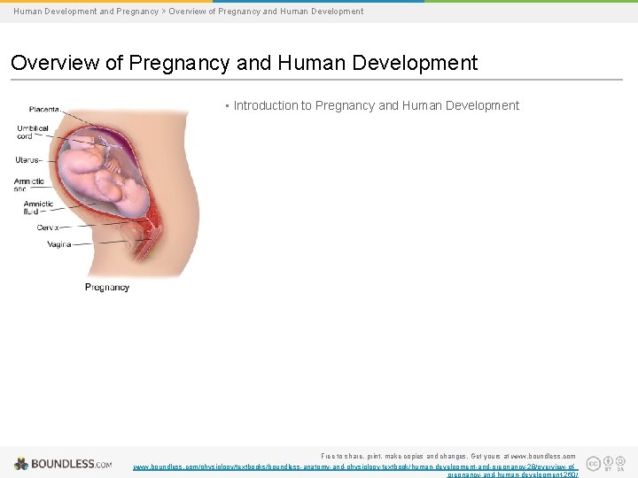 Human Development and Pregnancy > Overview of Pregnancy and Human Development • Introduction to