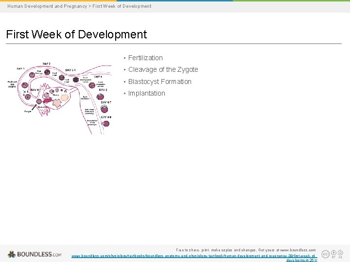 Human Development and Pregnancy > First Week of Development • Fertilization • Cleavage of