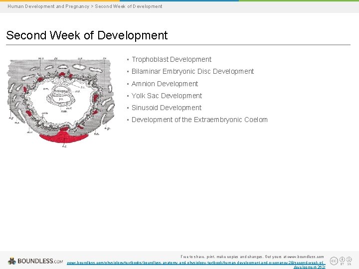 Human Development and Pregnancy > Second Week of Development • Trophoblast Development • Bilaminar