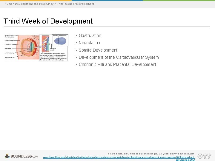 Human Development and Pregnancy > Third Week of Development • Gastrulation • Neurulation •